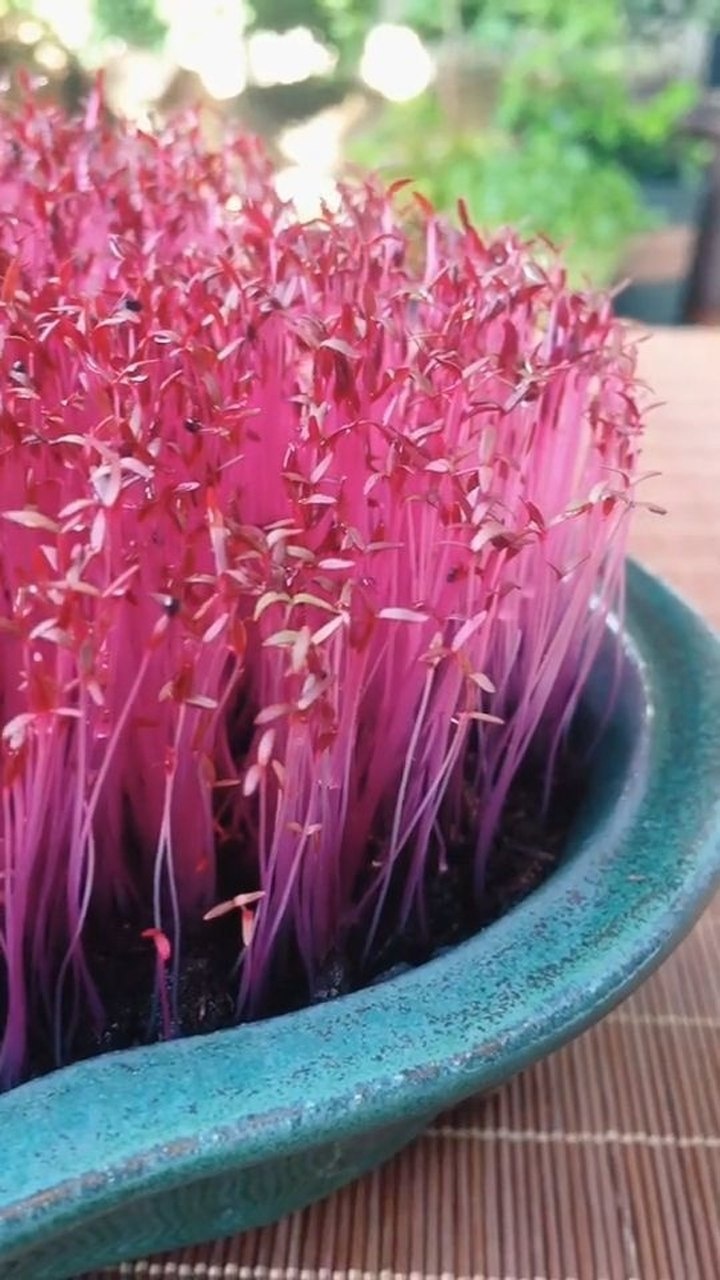 火红苗醉了春,万物有灵且美.