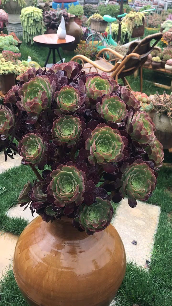 六十公分大法师多肉,看起来超级棒,个头真是不小啊!