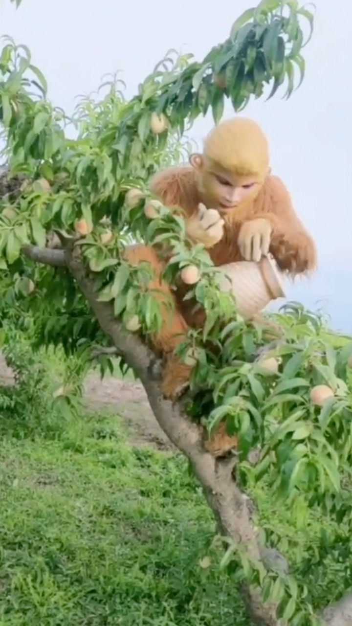 猴哥偷桃子