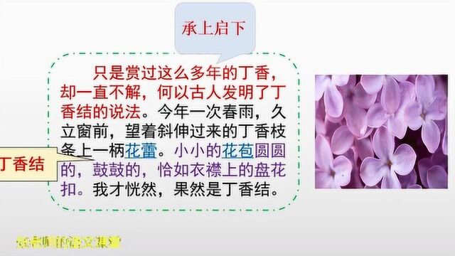 六年级上《丁香结》,为什么把丁香花喻为丁香结,只是外形相似吗