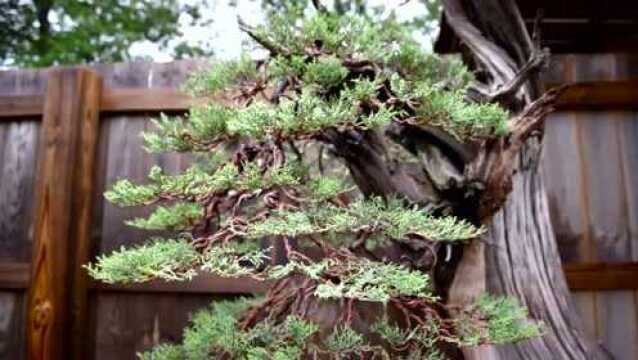 【园艺】雨后的盆景园,青翠欲滴,动人心弦