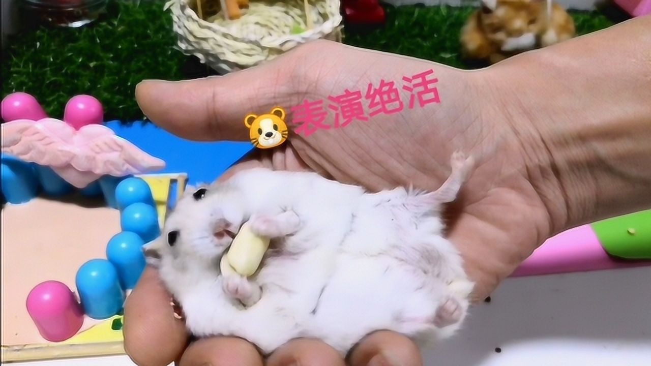 仓鼠大黄表演躺手剥花生,听到主人要吃,吓得赶紧一口塞进嘴里了