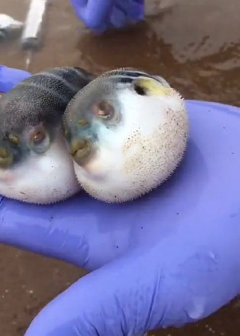 河豚又叫气鼓鱼会装死会鼓气鼓气是为了吓唬别人不是生气