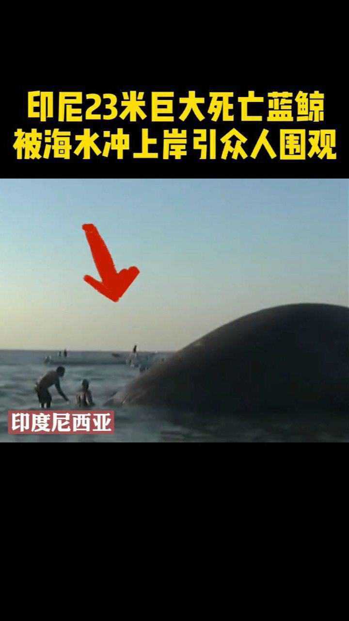 痛心印尼海边惊现23米巨大死亡蓝鲸死亡原因至今不明
