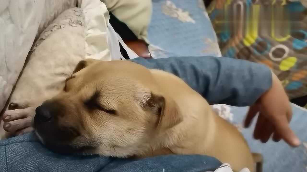 小狗狗躺在主人的怀里,睡着了,好可爱
