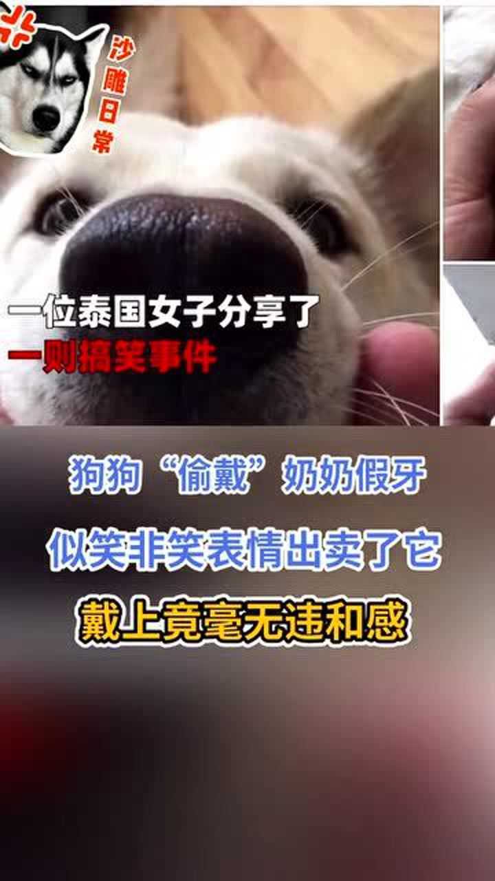 狗子偷戴奶奶牙套后似笑非笑的表情笑哭网友