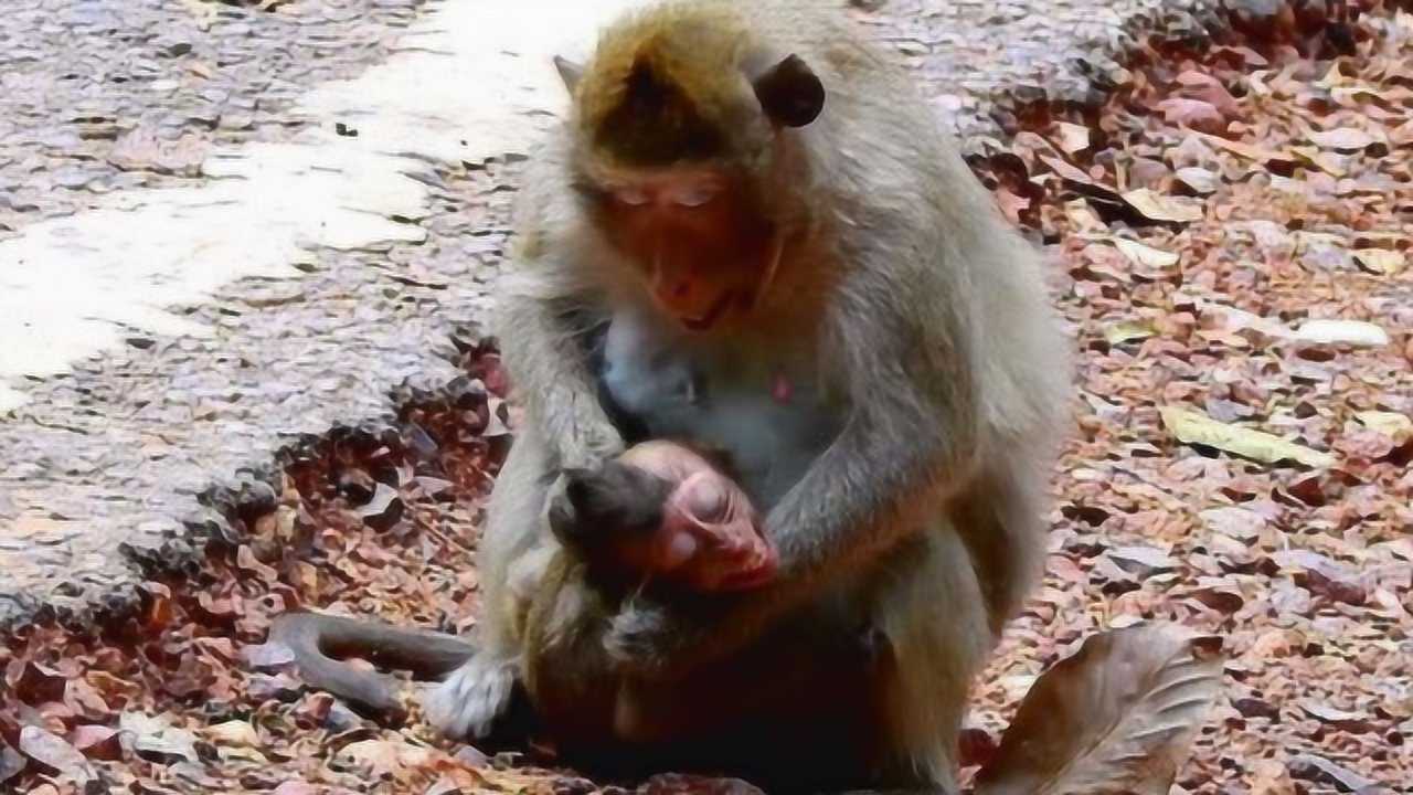 小猴子遭母猴揪頭髮暴打依然不離不棄瞭解原因讓人淚目