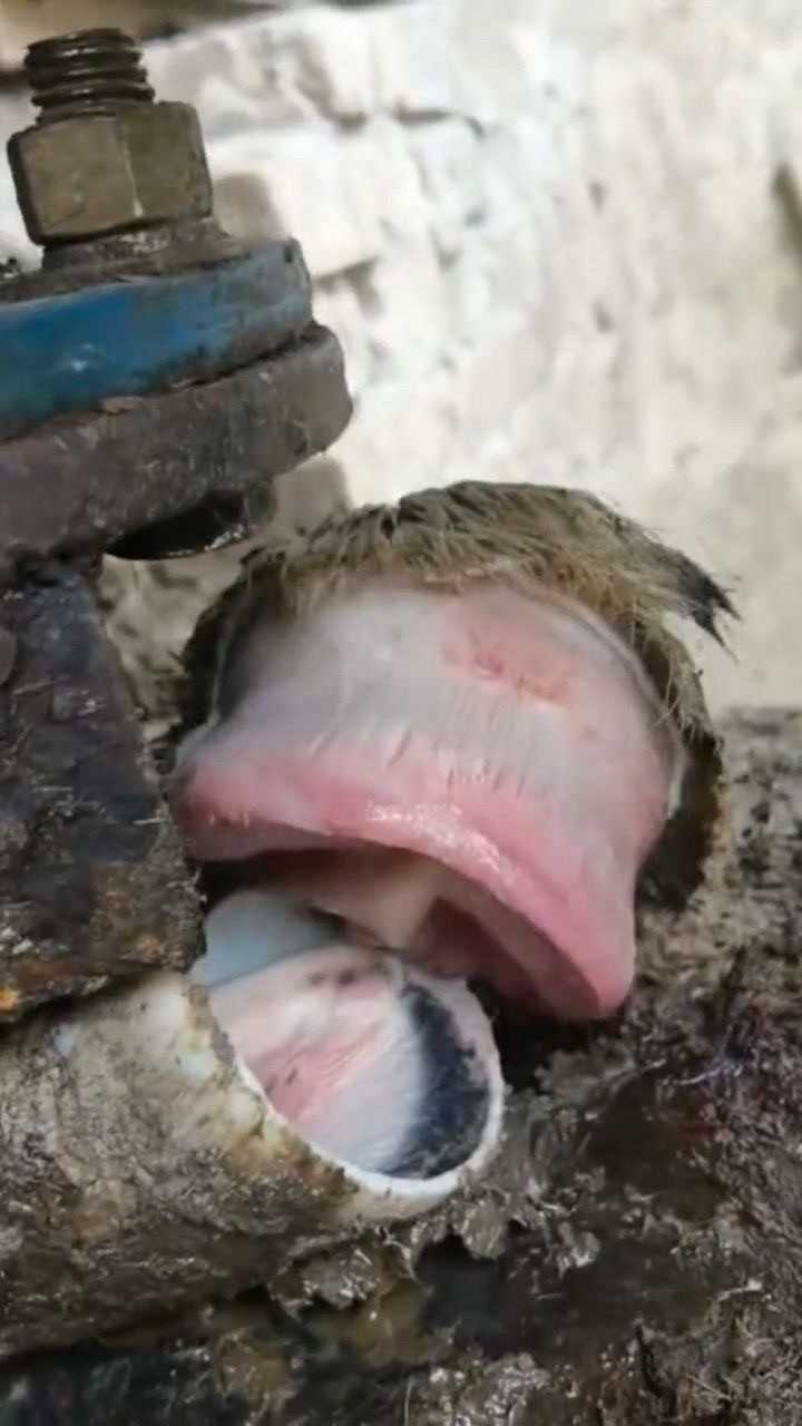 活到老见识到老驴蹄子去掉外壳的一幕里面的结构让人想不到