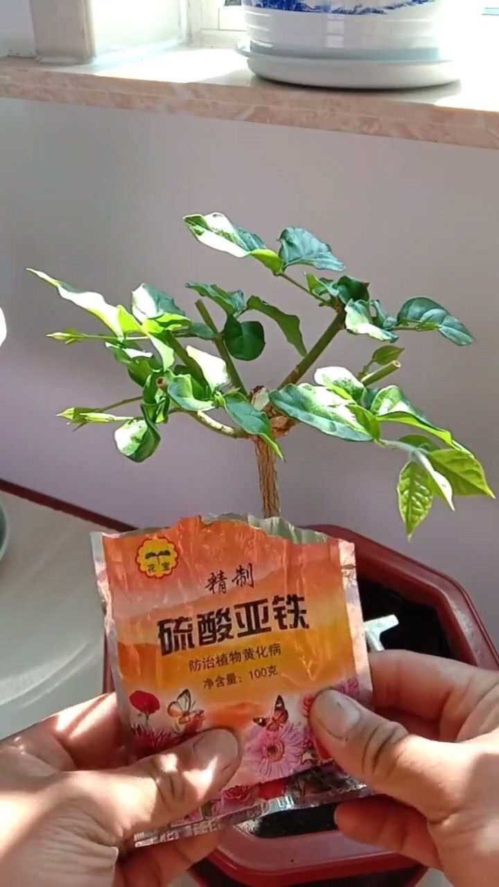 对于茉莉花,使用硫酸亚铁还有这个烦恼,你估计是没有注意