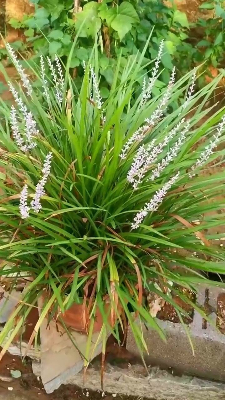 还是分不清楚,这是麦冬还是沿阶草啊