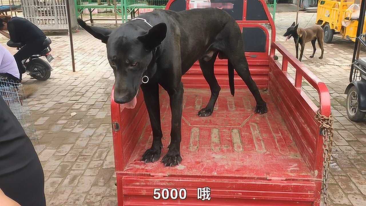 狗市遇到罕见黑狼犬精神形态能否与狼一较高下5000一只贵吗
