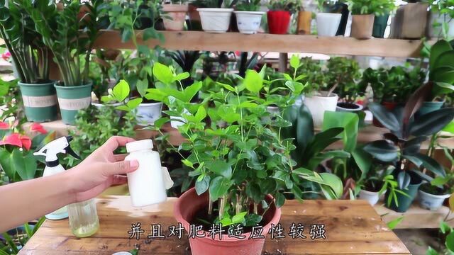 夏季“开花主角”茉莉花,运用好4个技巧,开花一波接一波