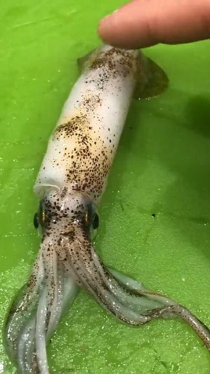 乌贼为什么会瞬间变色!