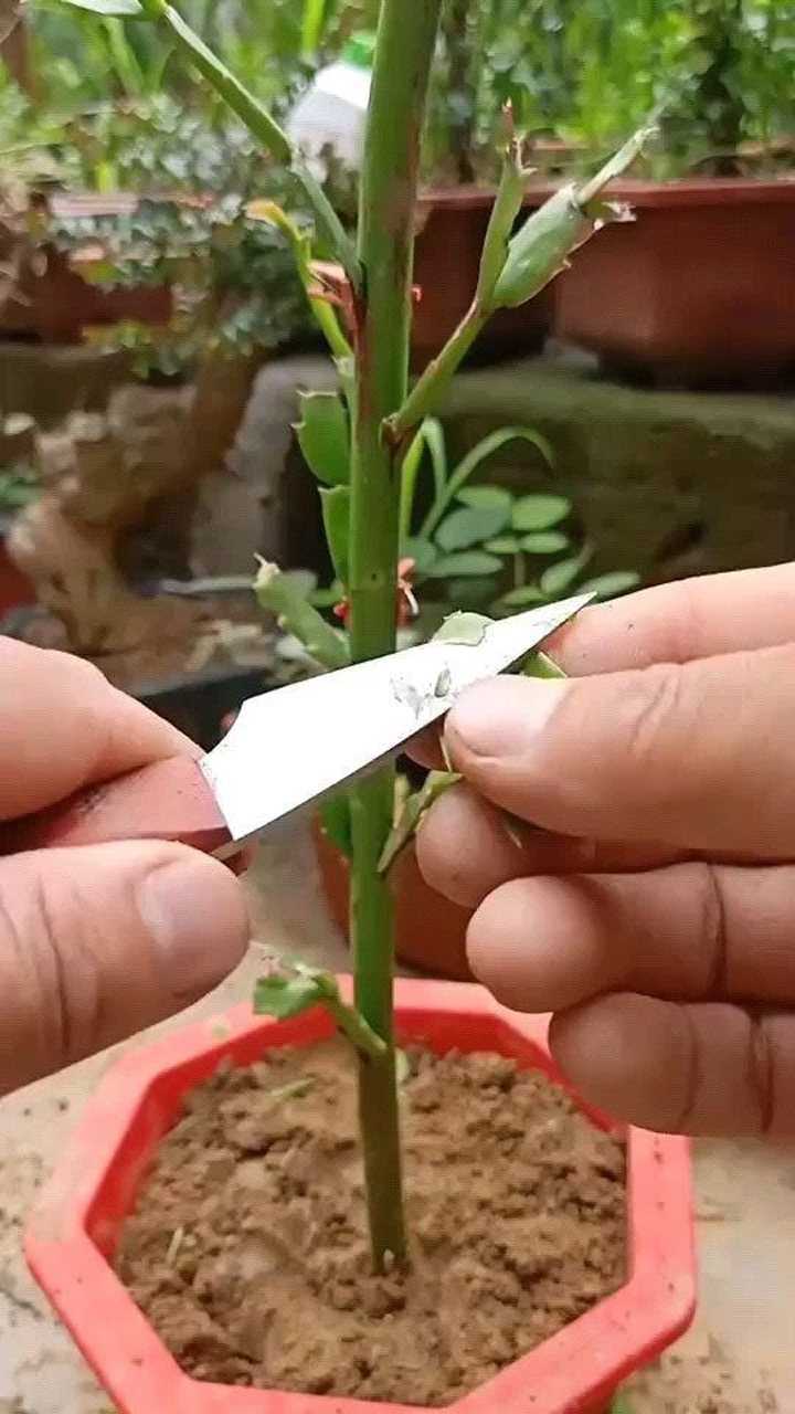 嫁接多层了蟹爪兰技术成活率极高最佳春秋季节你看懂了吗