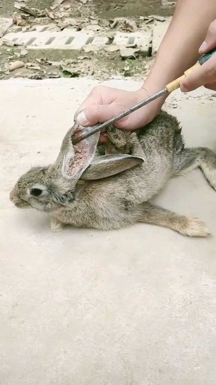 兔子清理耳螨,满满的都是,看着都刺挠