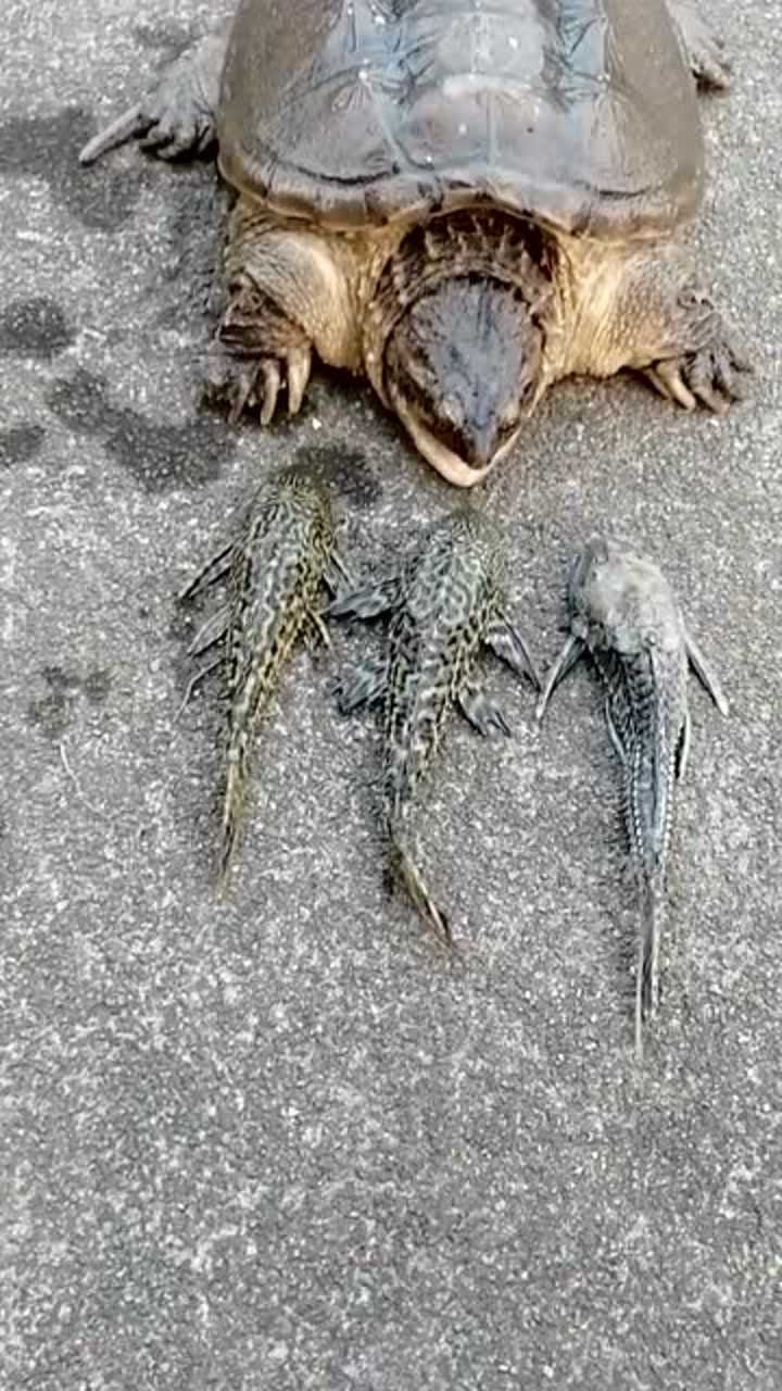 清道夫的天敌终于出现了就是眼前的大鳄龟一池子鱼有救了