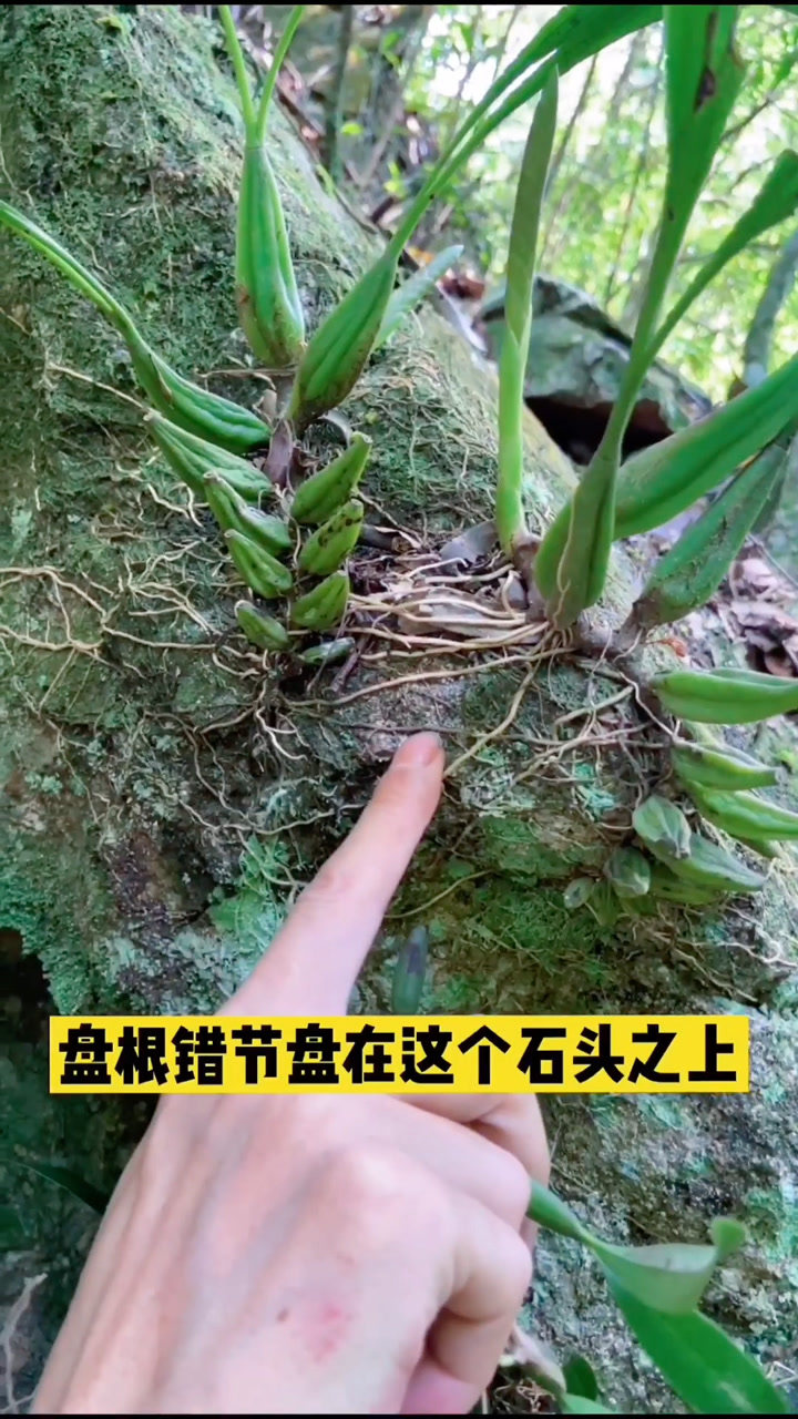 石仙桃有几种你认识吗