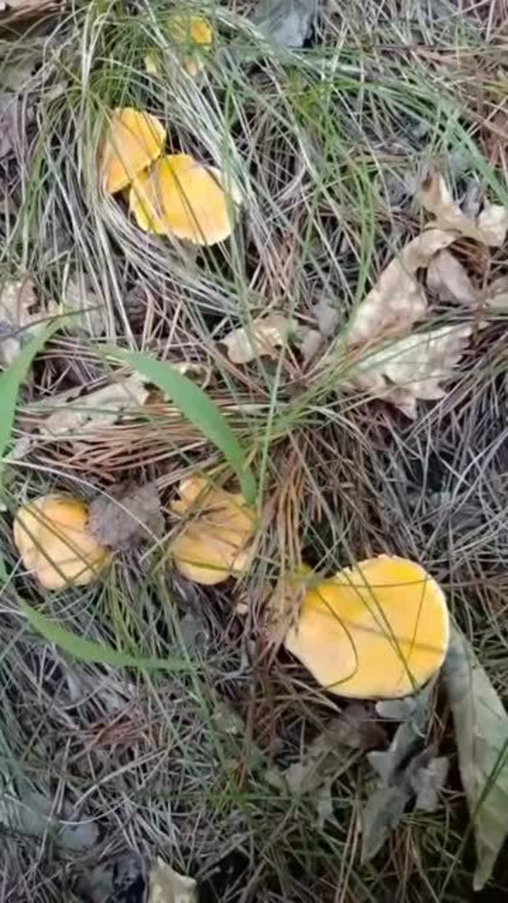 今天运气也太好了刚上山就发现一地的杏黄蘑感觉自己要发了