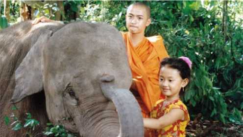 《小象西娜》：傣族兄妹为救治小象，不惜一切代价