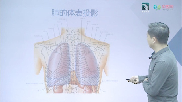 手把手教你读懂肺部CT:第一节系统学习肺解剖