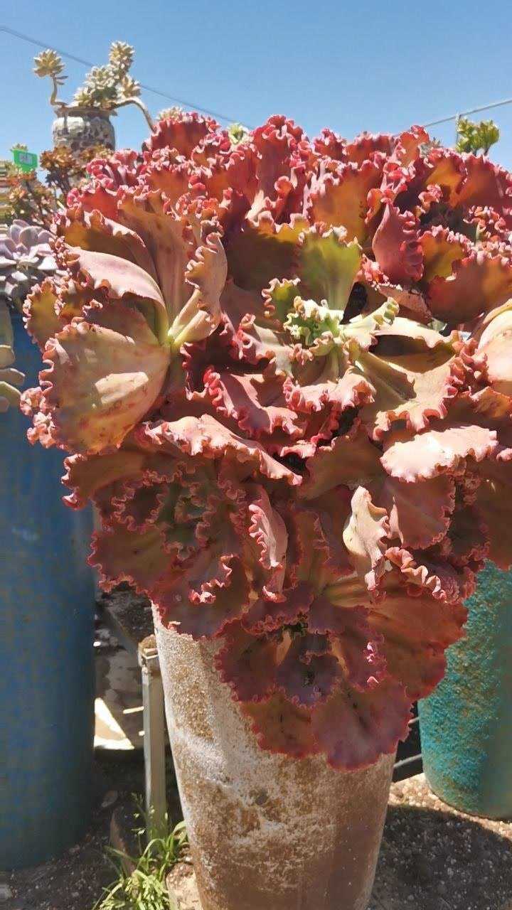 最美多肉女王花笠