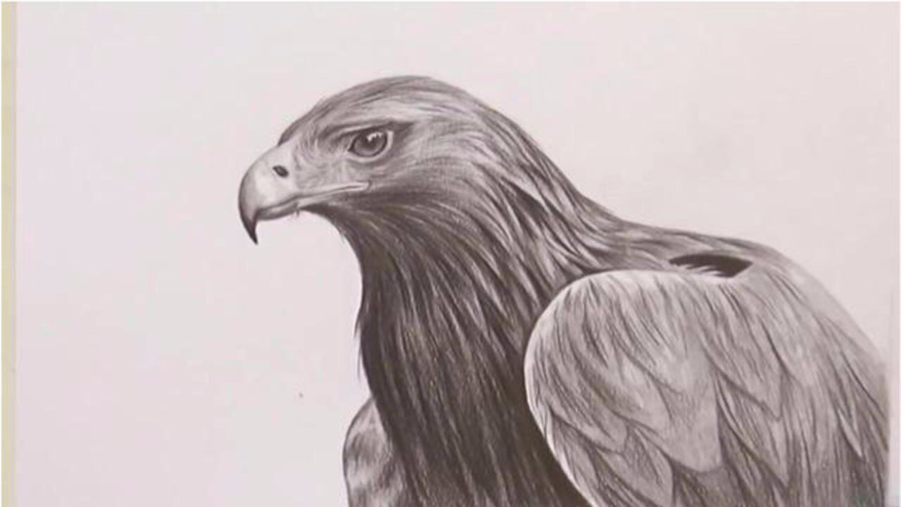 铅笔绘画系列第二十八素描空中统治者老鹰与霸王般锐利的眼睛
