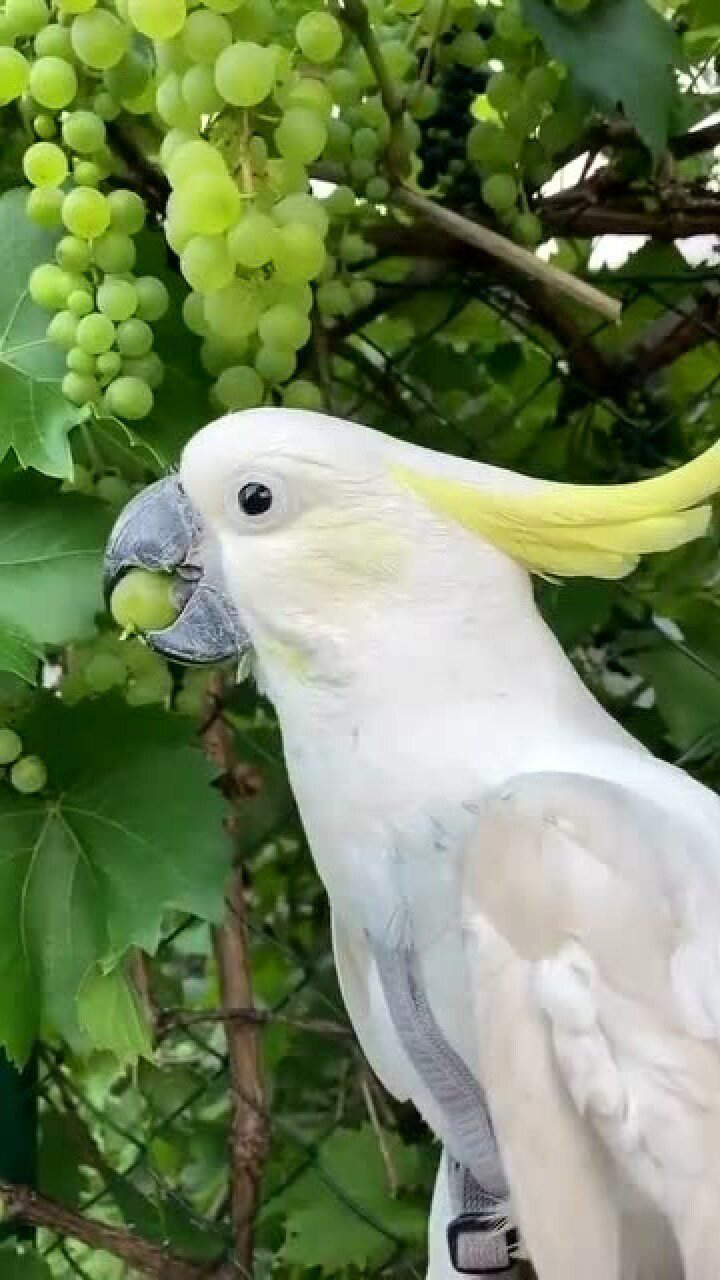 鹦鹉教你如何吃葡萄鹦鹉这葡萄籽可真好吃