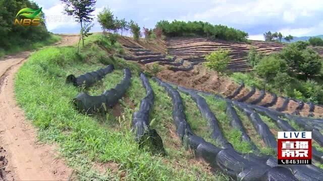 南京:牵手商洛 决胜脱贫 东西紧密协作 南茶成功北移