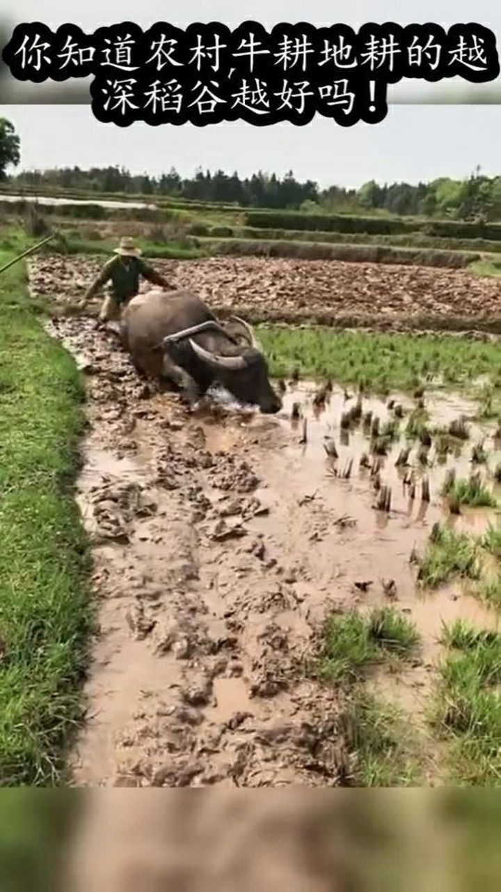 你知道农村牛耕地耕的越深稻谷越好吗!