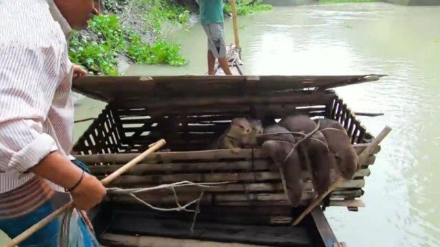 传说中的水猴子长啥样?看到样貌后,这也太可爱了吧