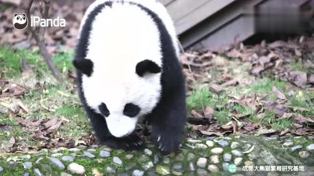 大熊猫韵文本来是喝水,但却迷恋起了水中自己的倒影,自恋熊