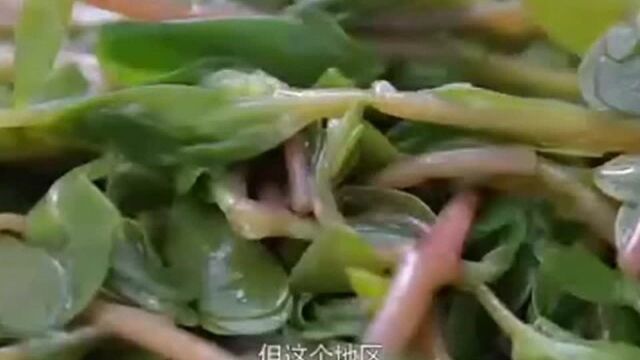 舌尖上中国:马蜂菜,马齿苋最当时令的野菜,这样吃最鲜美