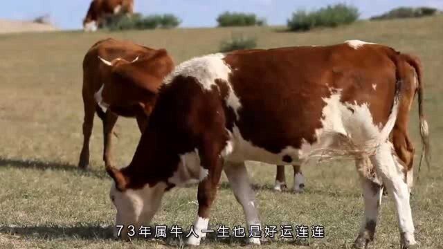 73年属牛人的“终身宿命”,你家有属牛的吗?老一辈说的话不假!