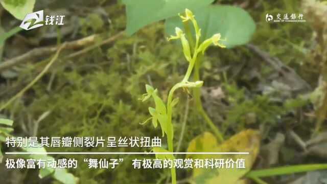 你没见过的珍贵植物!浙江时隔135年再现湿地玉凤花