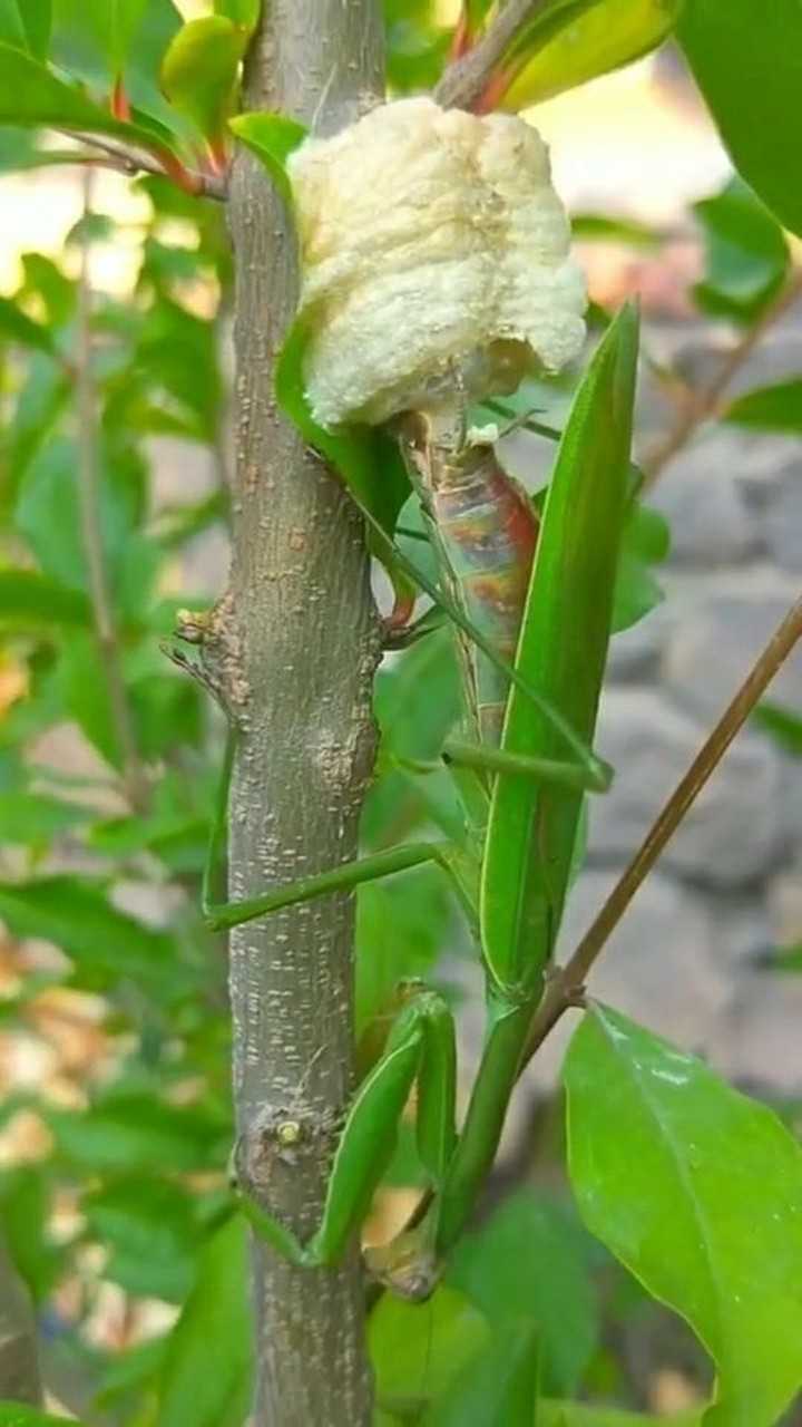原来是螳螂在产卵啊还以为虫子在吃东西呢