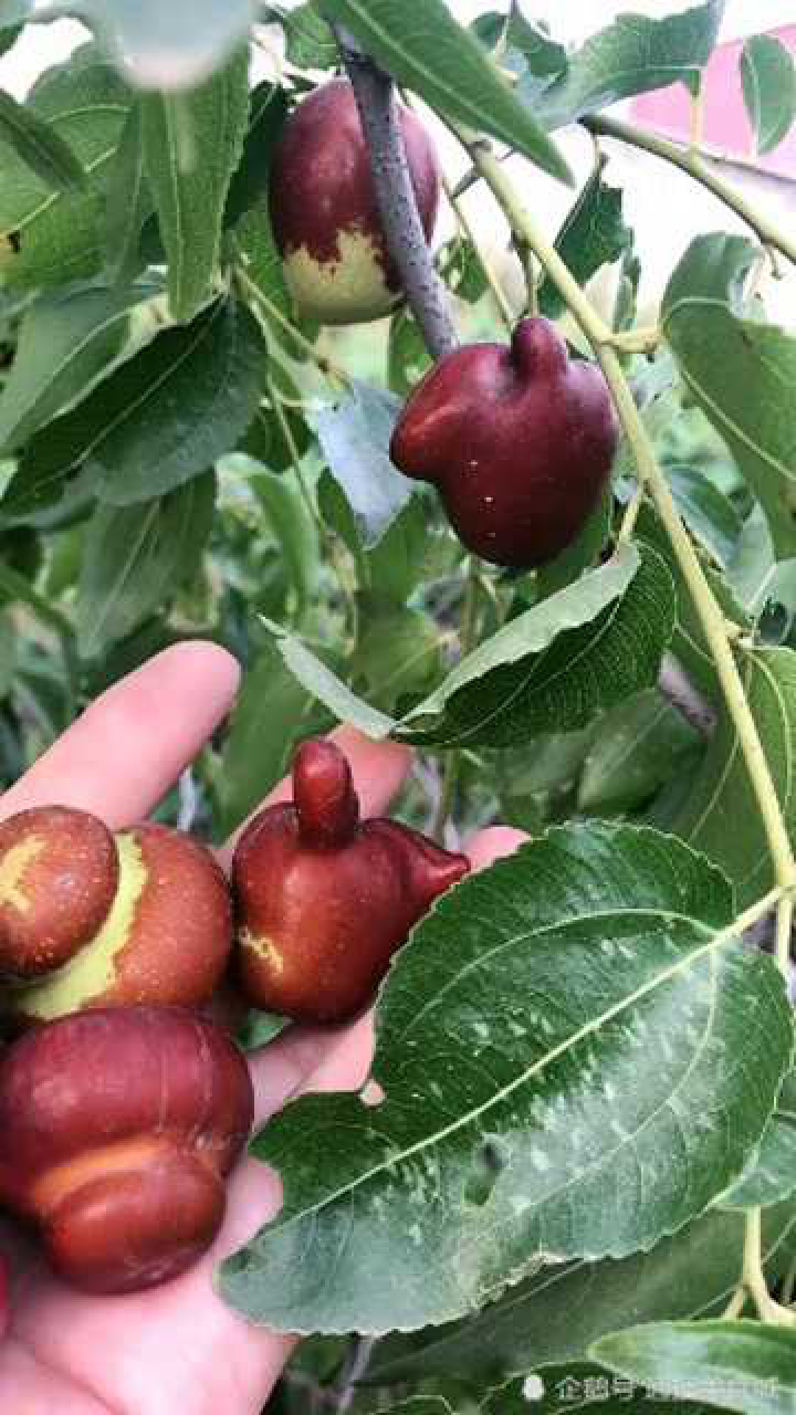 你们见过这种茶壶枣吗