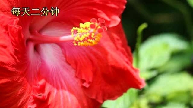 每日最新DJ舞曲:DJ,彩蝶双飞