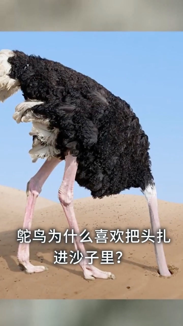 鸵鸟为什么喜欢把头扎进沙子里,不是因为里面凉快