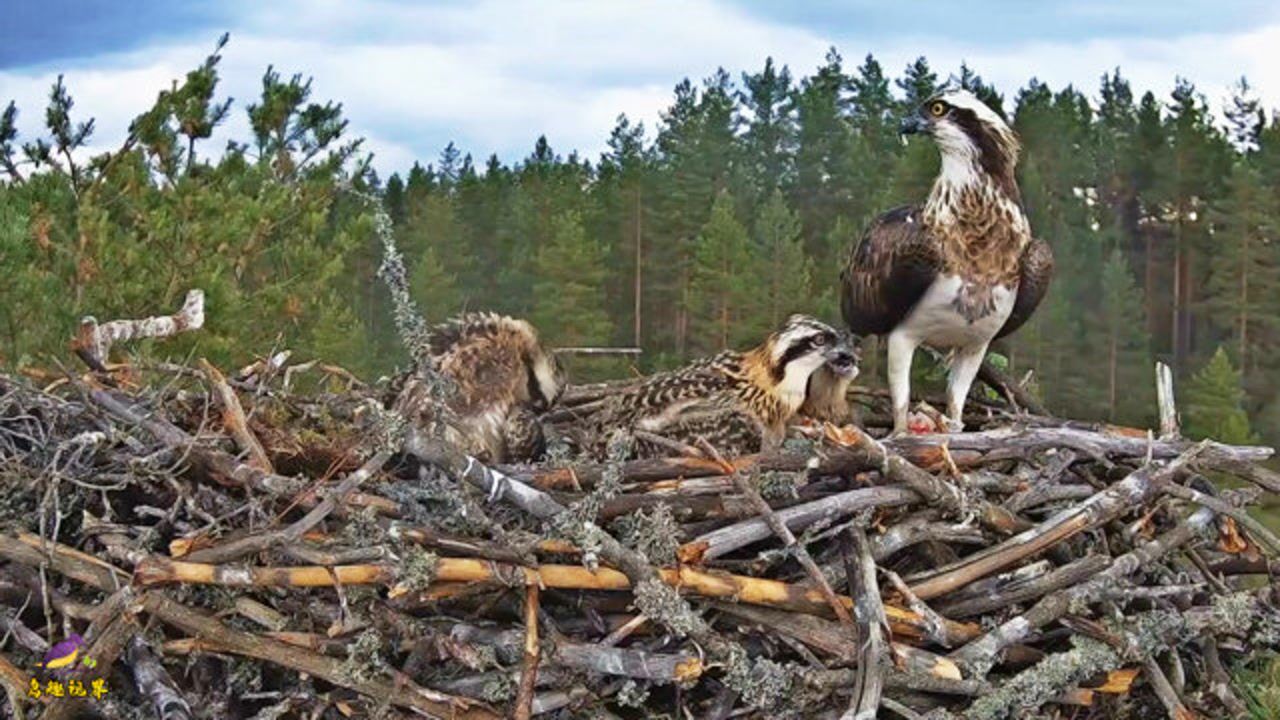 老鹰喂幼鹰小鹰们有一口没一口的吃当妈的不容易啊