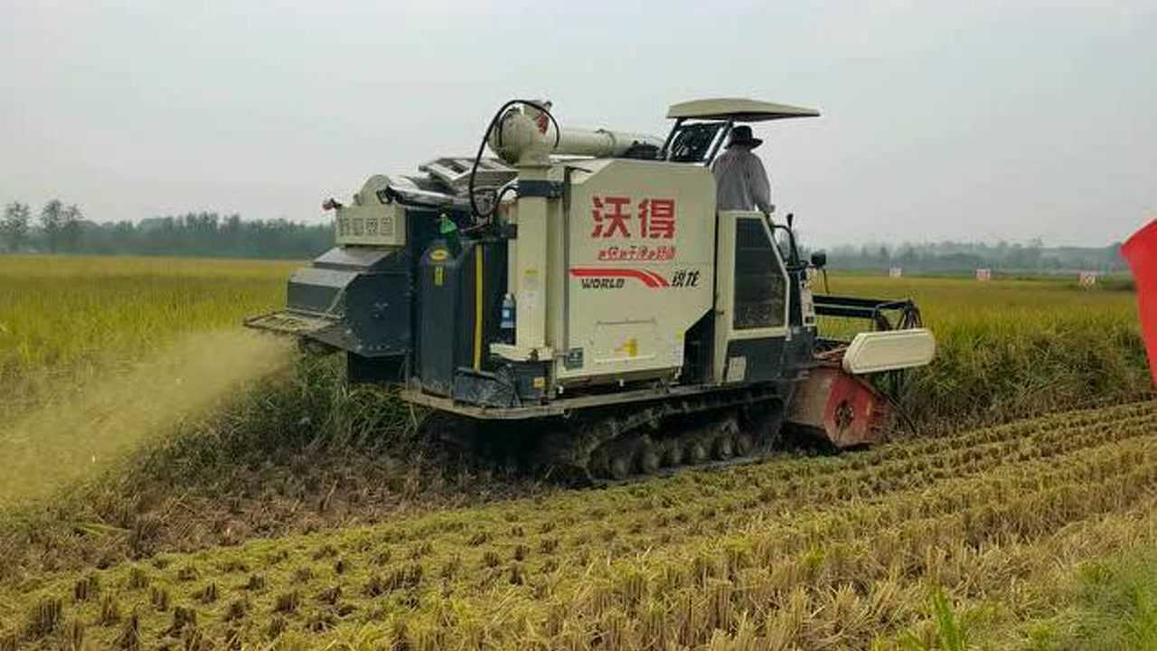 明星履带收割机沃得锐龙联合收割机作业演示