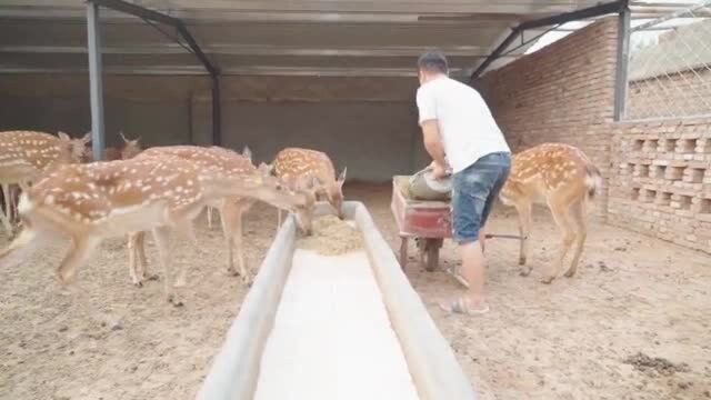 餐车推进鹿舍,养鹿人化身食堂大叔,给你分享梅花鹿的晚餐时刻.