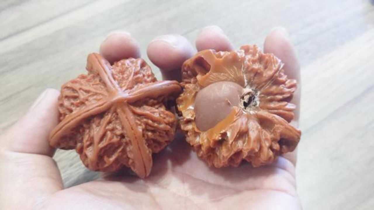 假文玩核桃特征是什么?塑料的假核桃细节一眼就能分辨