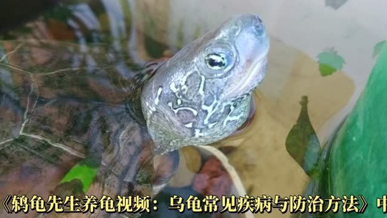 巴西龟眼皮发白就是白眼病？这两种情况不是，乌龟白眼病的特点和判断方法_腾讯视频