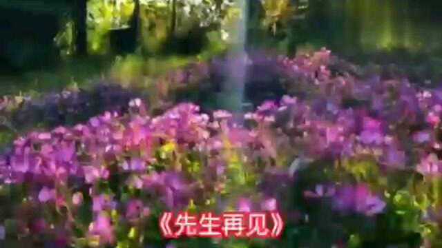 歌曲名称《先生再见》