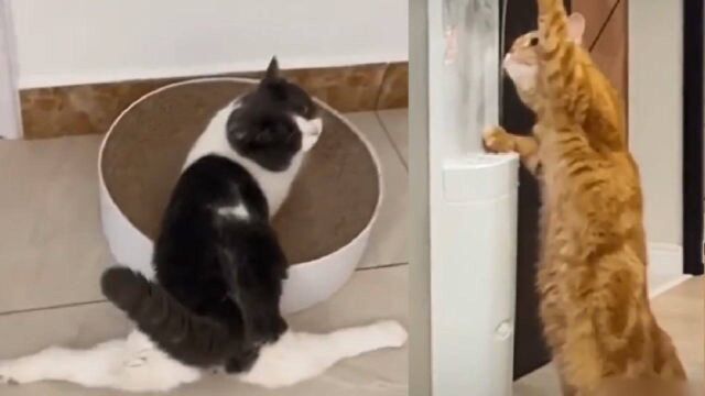 搞笑喵星人搞怪锦集  萌宠真是要成精啦~猫猫练习劈叉