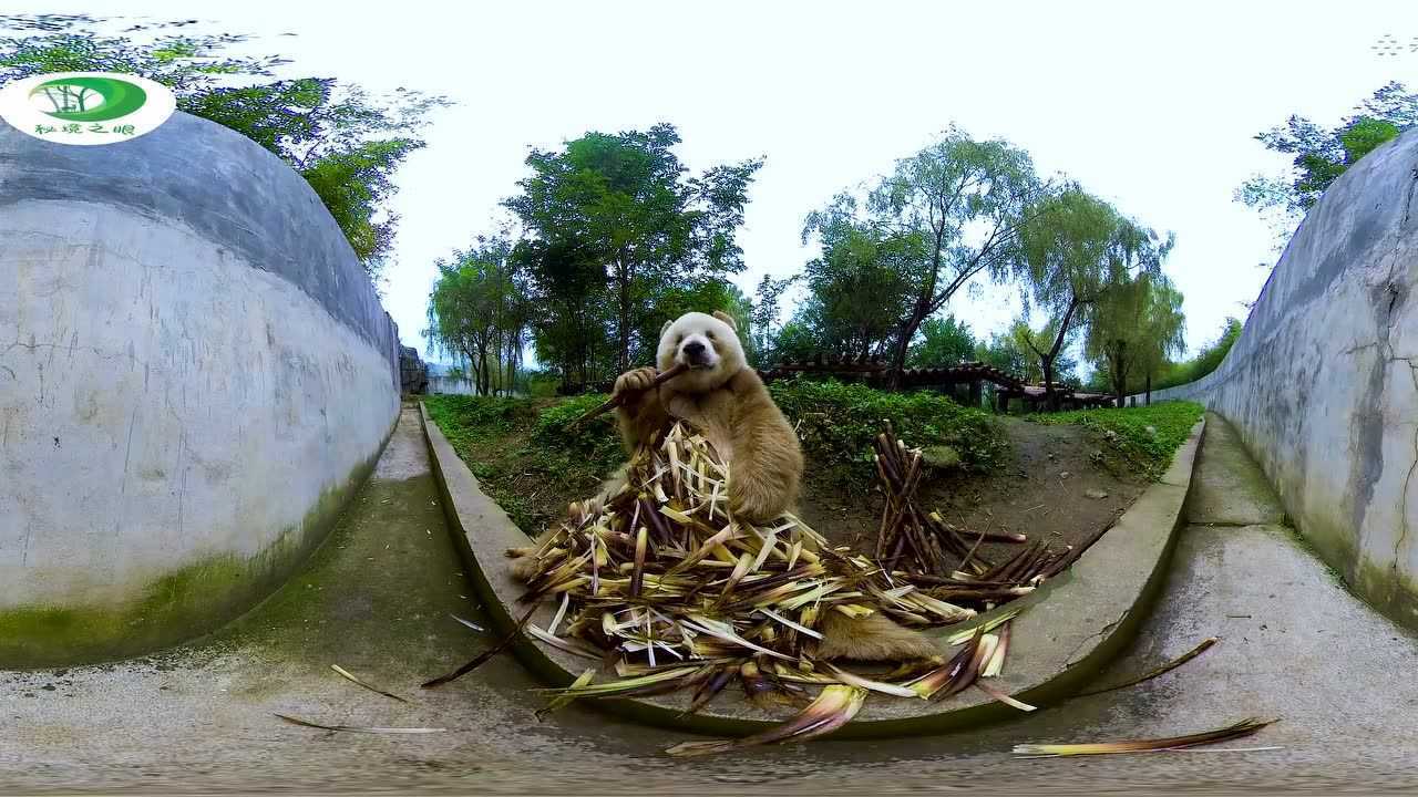 我住在陕西省楼观台的秦岭大熊猫繁育研究中心