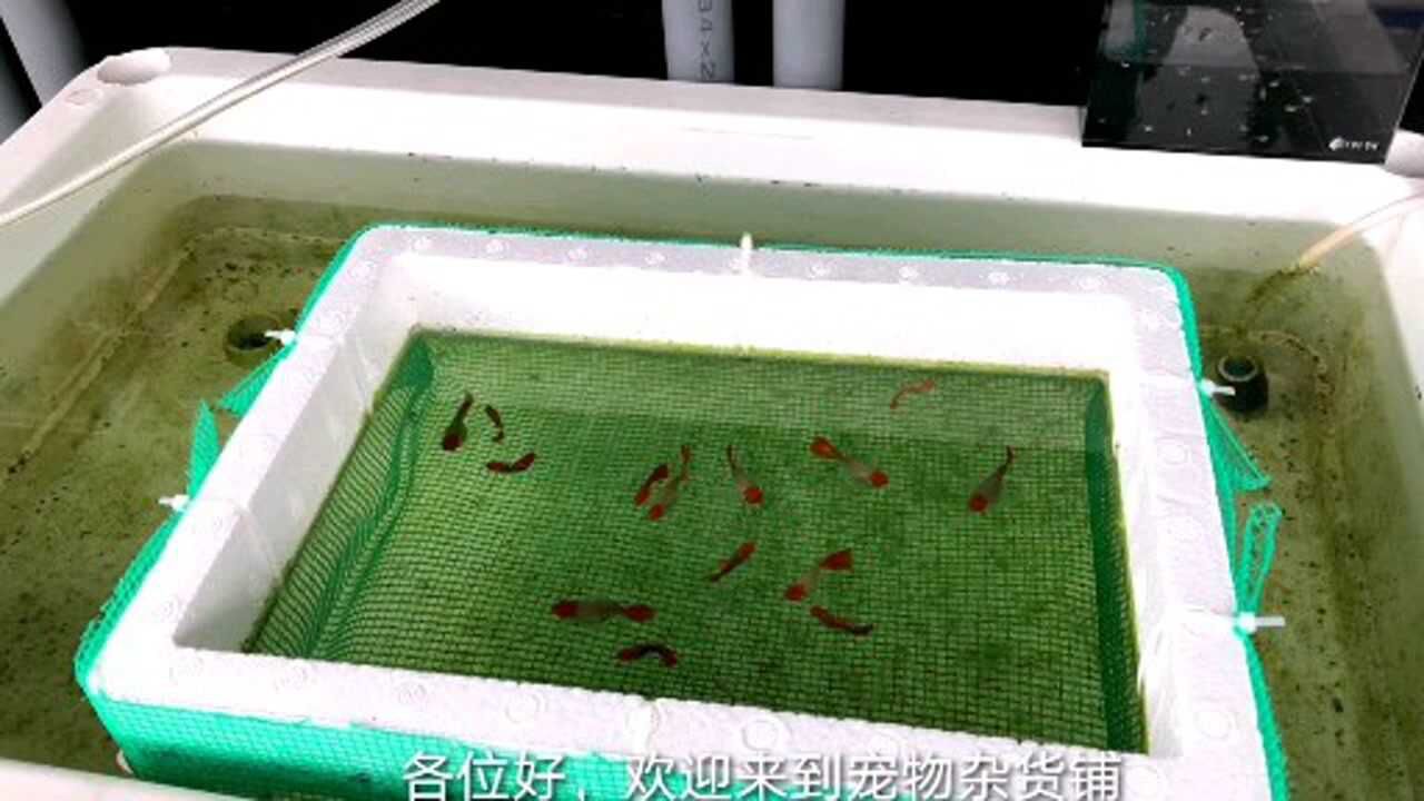 孔雀鱼的繁殖能力真的太强了，这几条已经变上千条了_高清