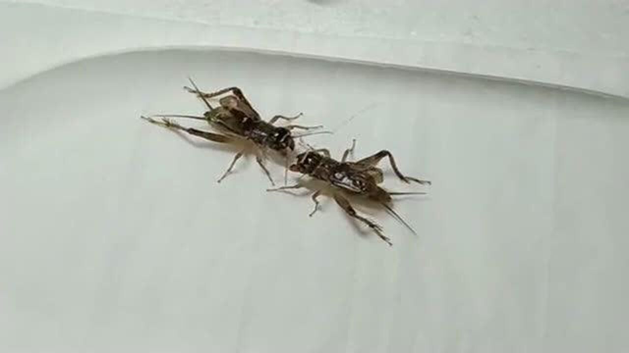 蛐蛐原来不光会发出声音,而且还在一起打架,这次真是让我长见识了!