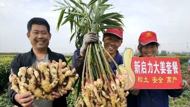 新启力大姜套餐就是好!