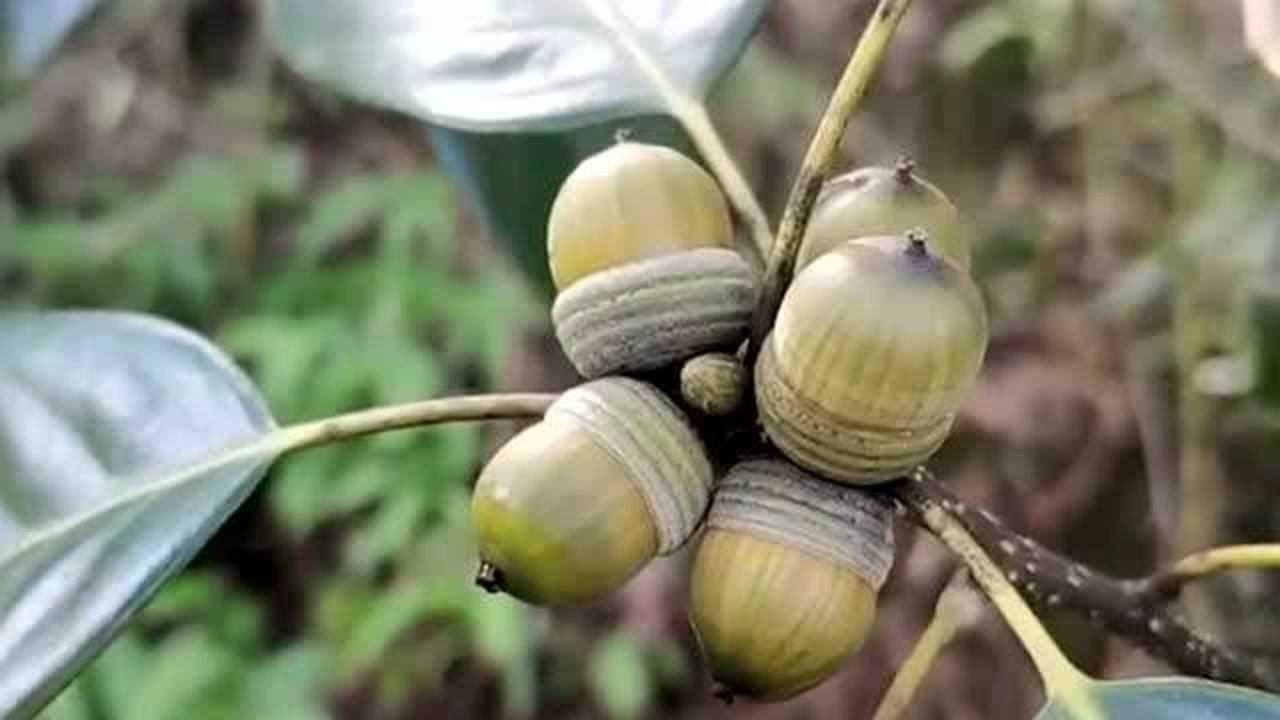 以前很多人用青冈子做豆腐,现在很少人用,主要是这种东西比较少见了!